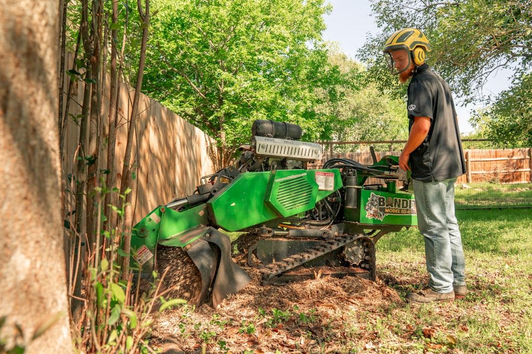 Oak tree trimming and pruning